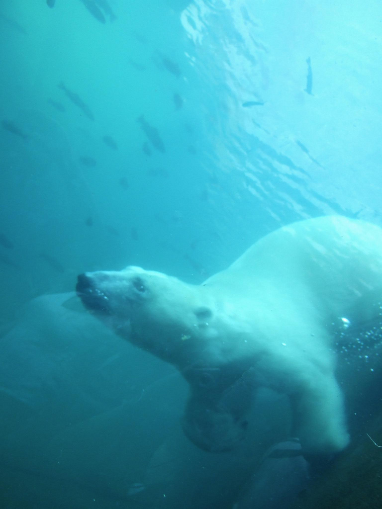 4999457929_62d050d658_b